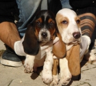 Cachorros de Basset hound - mejor precio | unprecio.es