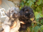 CACHORROS DE SCHNAUZER MINI - mejor precio | unprecio.es