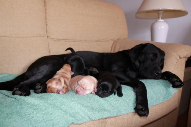 Estupendos Labradores