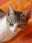 FLIPPY, gatito.. ADOCPION URGENTE - mejor precio | unprecio.es