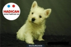 Perritos Westies (West highland Terrier) - mejor precio | unprecio.es