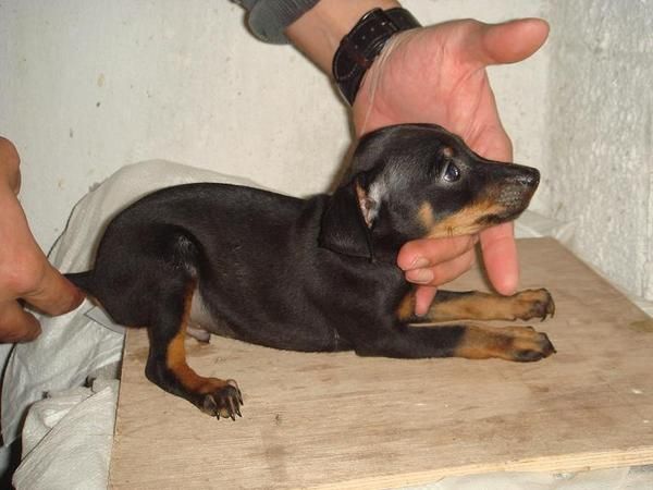 Pinscher mini Malaga