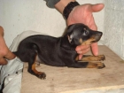 Pinscher mini Malaga - mejor precio | unprecio.es