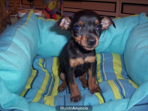 Pinscher Miniatura. doberman en miniatura, perros, cachorros, criadero, venta.