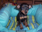 Pinscher Miniatura. doberman en miniatura, perros, cachorros, criadero, venta. - mejor precio | unprecio.es