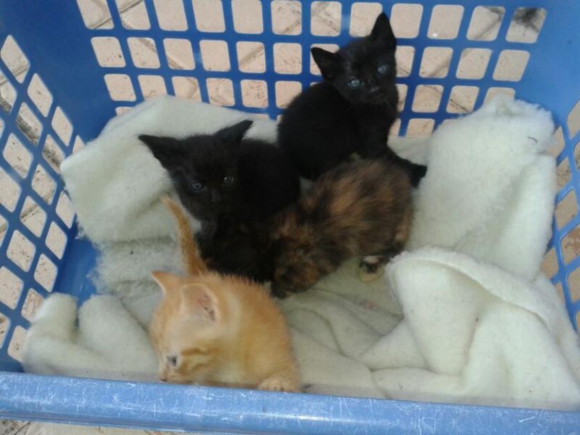 Regalo Gatitos