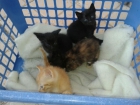 Regalo Gatitos - mejor precio | unprecio.es