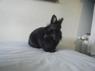 VENDO CONEJO ENANO 5 EUROS - mejor precio | unprecio.es