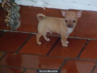vendo dos chihuahuas toys 400€ cada uno - mejor precio | unprecio.es