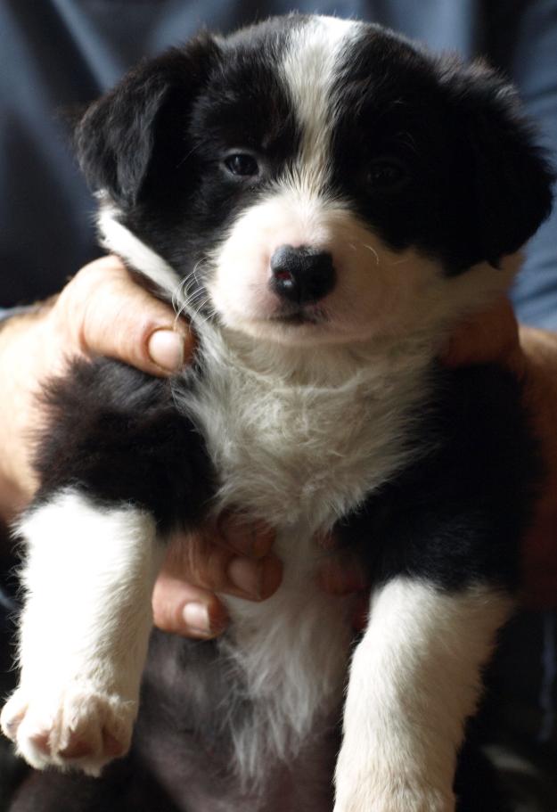 Cachorros border collie