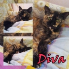 DIVA. rescatada a tiempo - mejor precio | unprecio.es