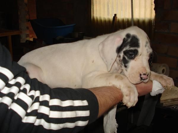 Dogos alemanes