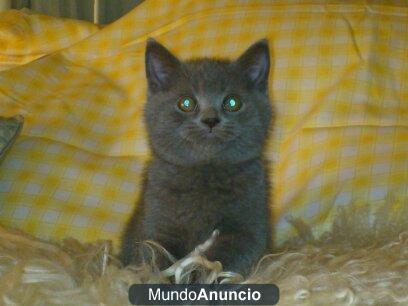 GATITA BRITISH