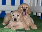 Golden , Magnificos ¡ Tu cachorro ! - mejor precio | unprecio.es