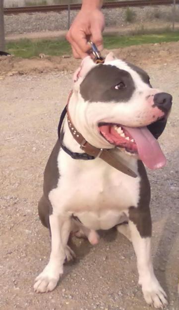 Monta American Standfordshire