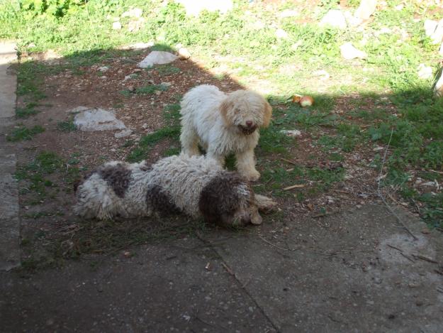 PERROS DE AGUA