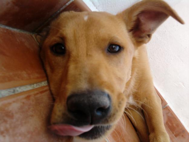 Se regala perrita CRUCE LABRADOR Y PODENCO muy cariñosa