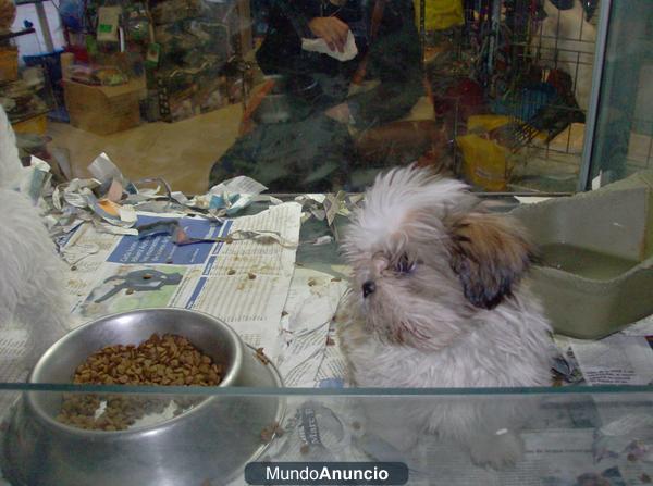 SHIH TZU precioso