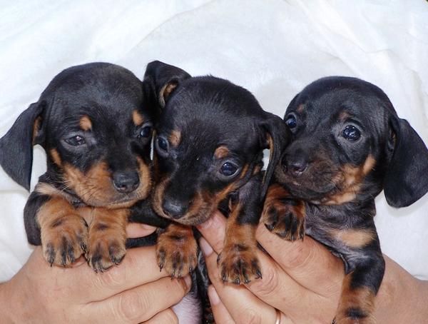 TECKEL ENANOS CACHORROS PELO LISO