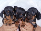 TECKEL ENANOS CACHORROS PELO LISO - mejor precio | unprecio.es