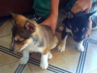 Vendo Husky Siberiano muy Bareto - mejor precio | unprecio.es