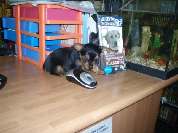 Yorkshire mini hembra y macho 380 euros