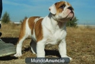 BULLDOG INGLES EJEMPLARES DE ALTA CALIDAD FOTOS ACTUALES - mejor precio | unprecio.es
