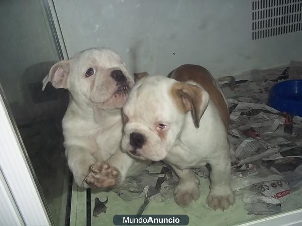 Bulldog Ingles machos y hembras 585 euros