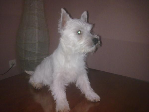 cambio westy terrier hembra