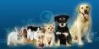 Cuidado de mascotas - mejor precio | unprecio.es