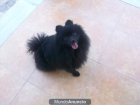 peluche negro de spitz aleman ( pomerania ) - mejor precio | unprecio.es