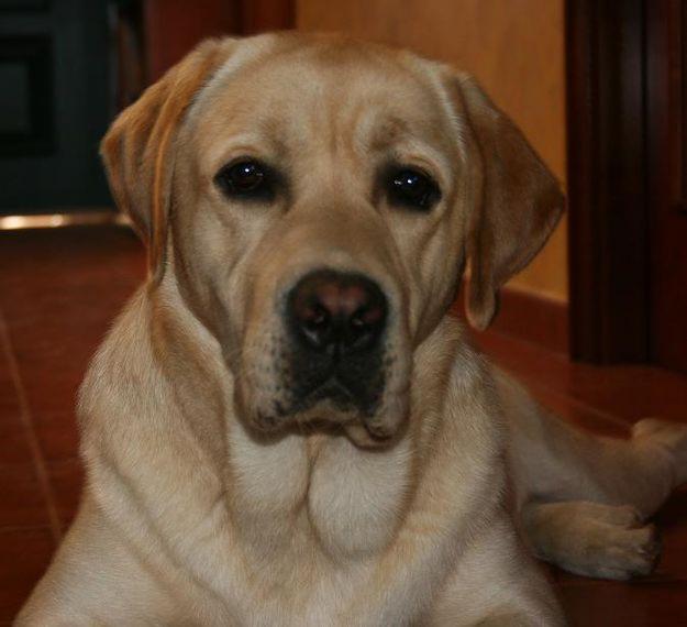 SE OFRECE LABRADOR CON PEDIGRI PARA MONTA