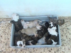 vendo cachorros pitbull - mejor precio | unprecio.es