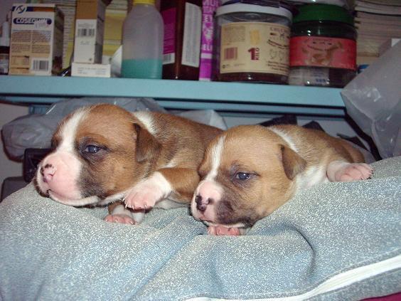 american staffordshire terrier