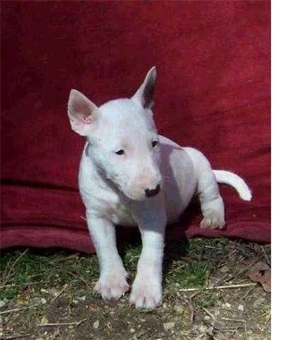 bull terrier, perros, cachorros, criadero, venta. -- vendo - regalo bull terrier, perros, cachorros, criadero, venta.