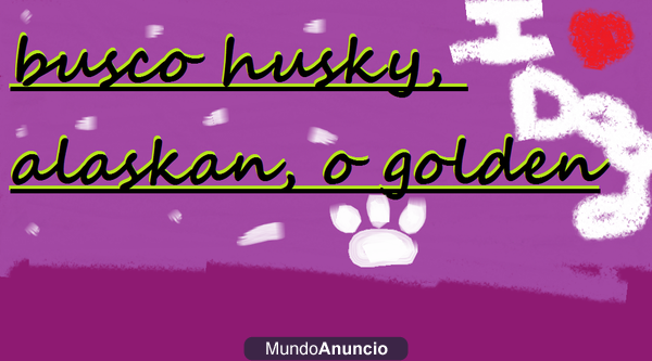 Busco Husky, Alaskan o Golden.