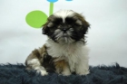 cachorrines de shi tzu.buenisima calidad - mejor precio | unprecio.es