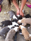 Cachorritos de PItbull Fotos de los padres - mejor precio | unprecio.es