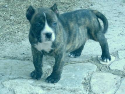 cachorro de Presa canario