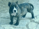 cachorro de Presa canario - mejor precio | unprecio.es