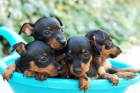 Cachorros de Mini Pincher, precio extraordinario - mejor precio | unprecio.es