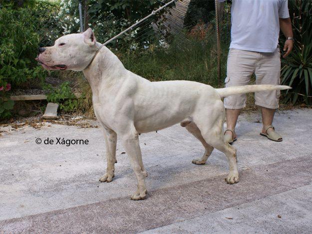 Camada de Dogos Argentinos de Xágorne