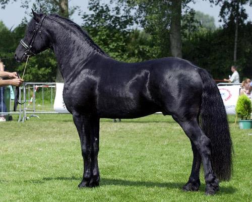 Excelente caballo castrado Friesian para la venta