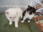 oferton 100E angora  preciososgatitos - mejor precio | unprecio.es