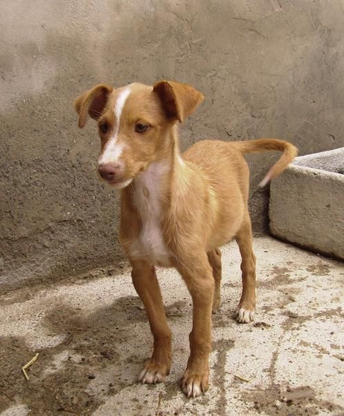 Regalo cachorros de podenco