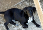 Toki, precioso cachorro, con un pelaje negro superbrillante, en adopción - mejor precio | unprecio.es
