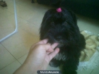 Vendo perrita cruce de cocker con shih ztu urge - mejor precio | unprecio.es