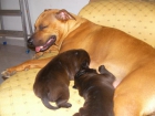 vendoperritos - mejor precio | unprecio.es