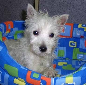 Westy precioso