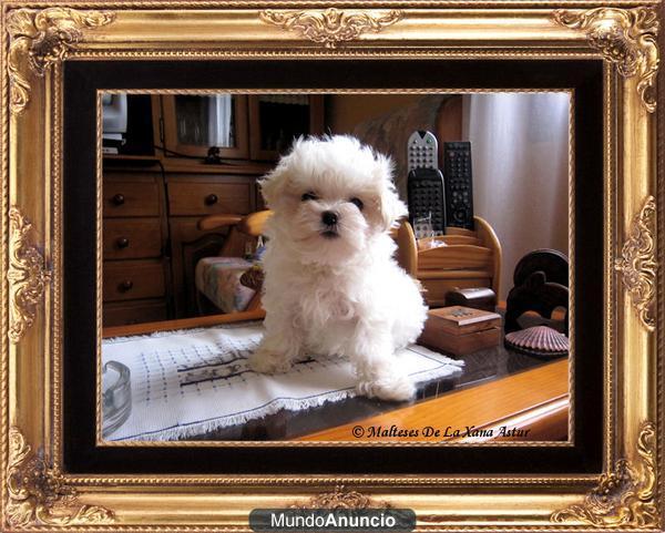 Cachorrito de Bichón Maltés